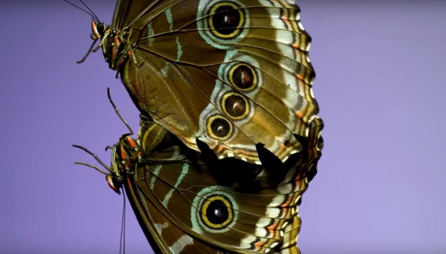 adrian smith mariposa naturaleza slow motion youtube 1