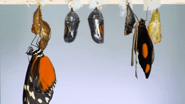 adrian smith mariposa naturaleza slow motion youtube 3