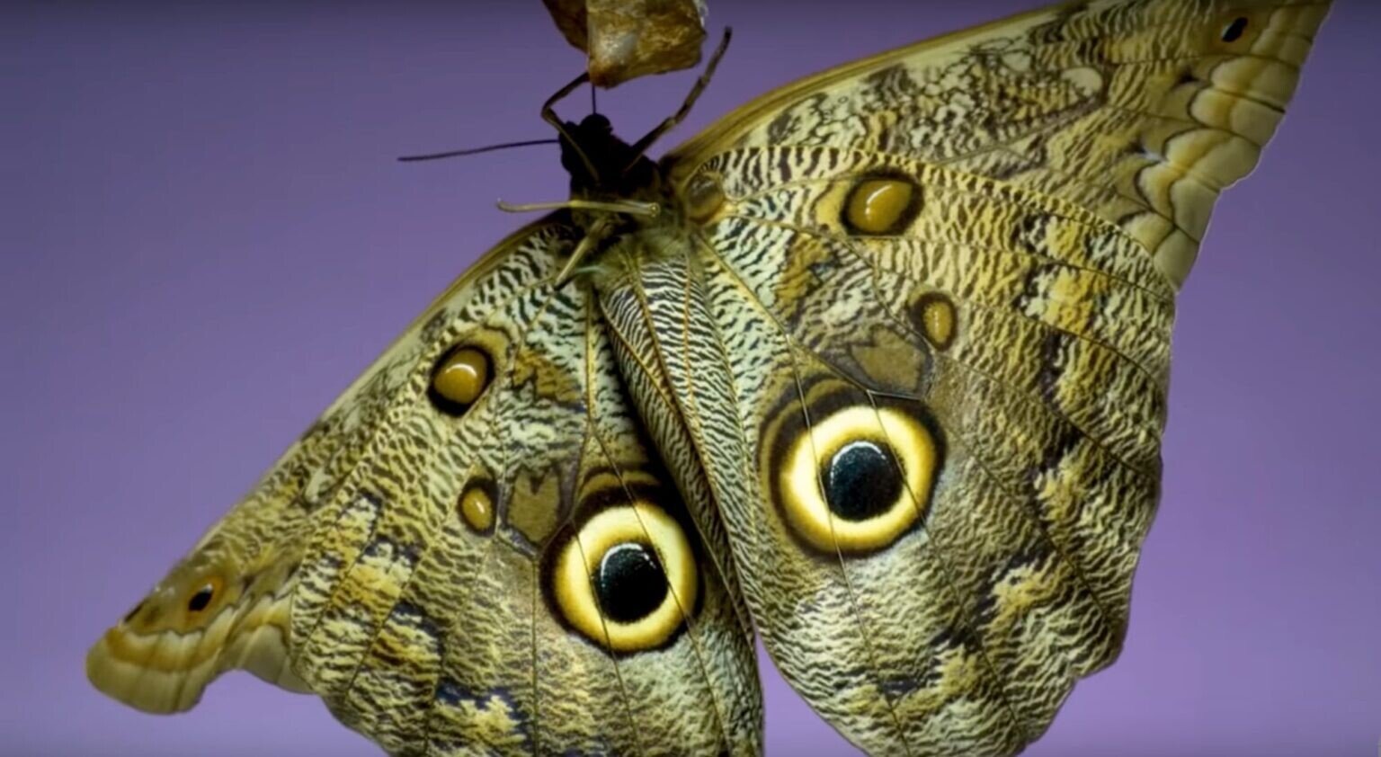 adrian smith mariposa naturaleza slow motion youtube 5