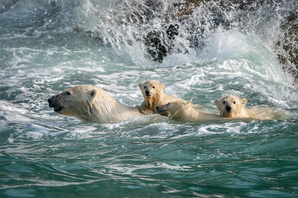 dmitry kokh naturaleza fotografia silvestre animales 2