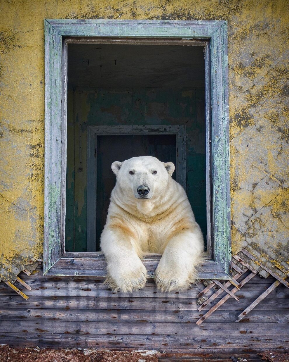 dmitry kokh naturaleza fotografia silvestre animales 3