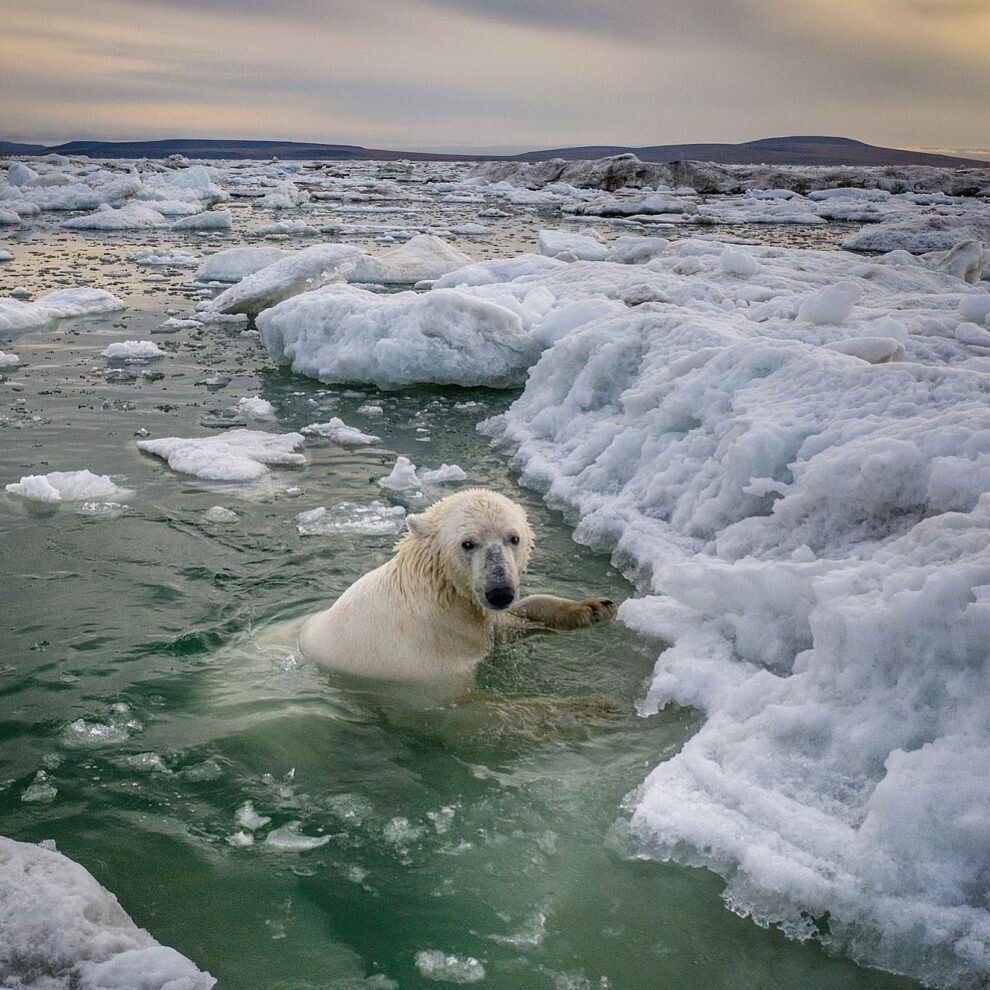 dmitry kokh naturaleza fotografia silvestre animales 4