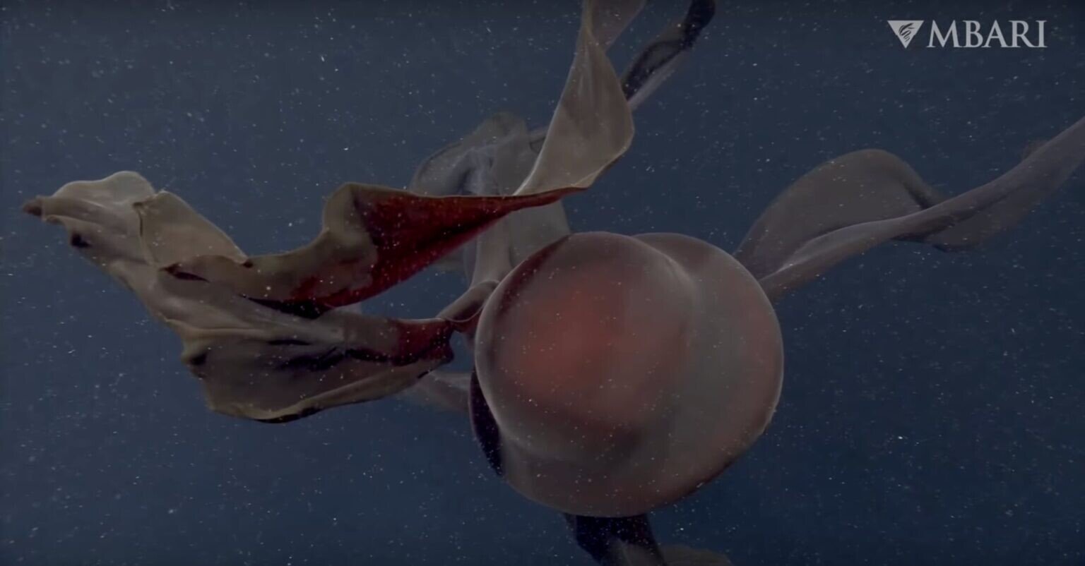 medusa naturaleza oceano mar 2