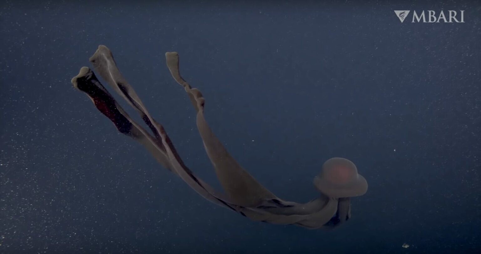 medusa naturaleza oceano mar 3