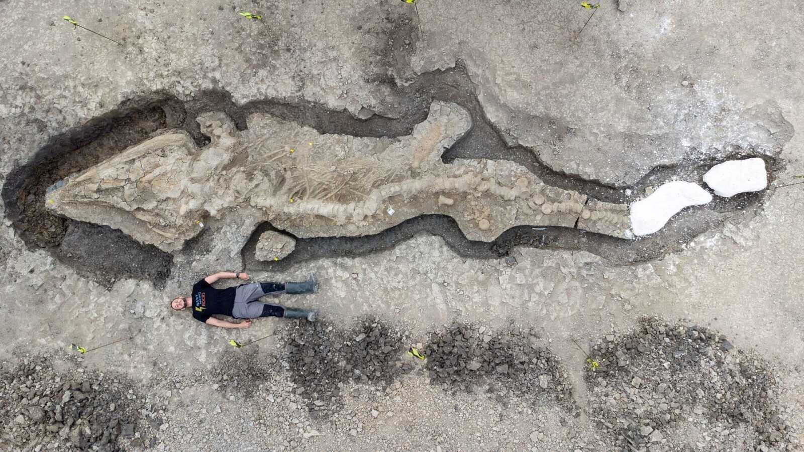 fósil dragón marino