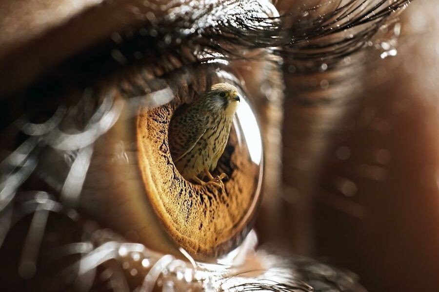 jyo john mulloor ojos surrealistas 9