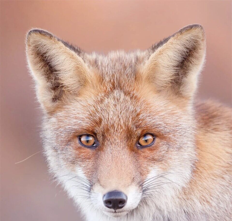 roeselien raimond fotografia silvestre animal zorro naturaleza 1