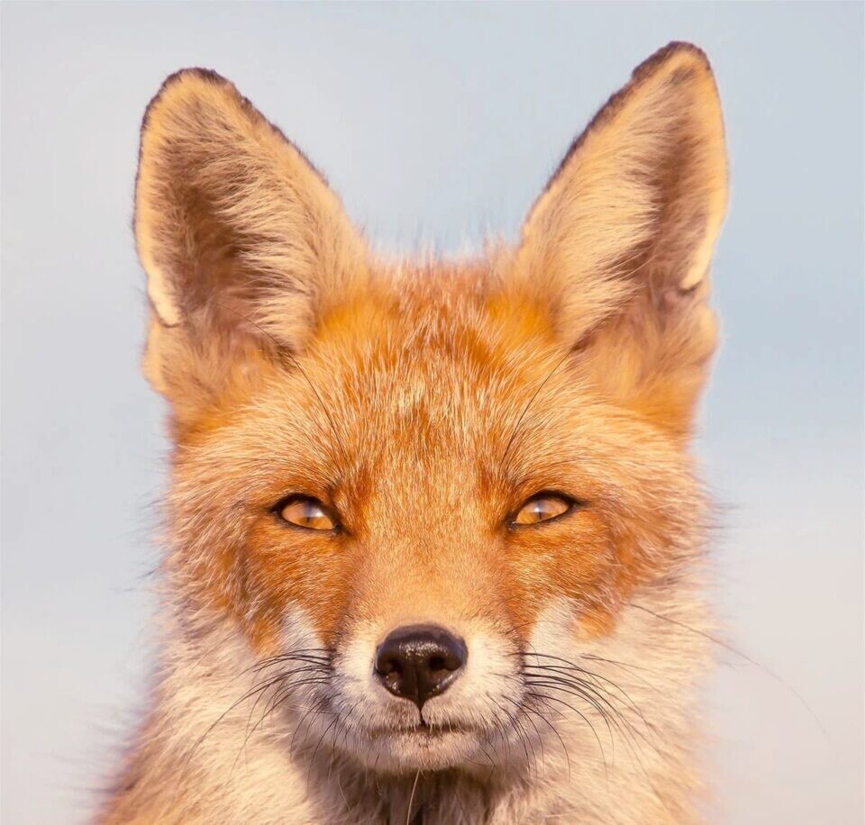 roeselien raimond fotografia silvestre animal zorro naturaleza 2