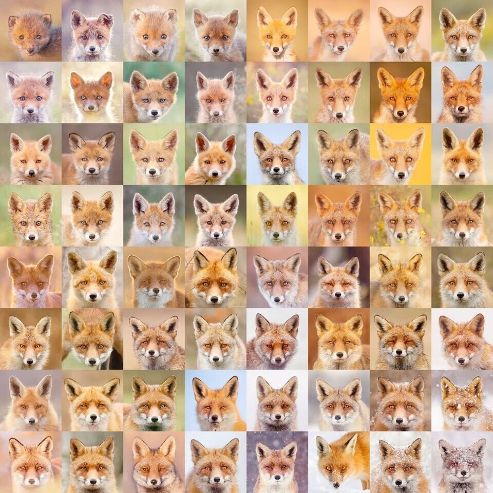 roeselien raimond fotografia silvestre animal zorro naturaleza 3