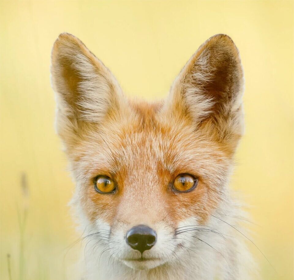 roeselien raimond fotografia silvestre animal zorro naturaleza 4