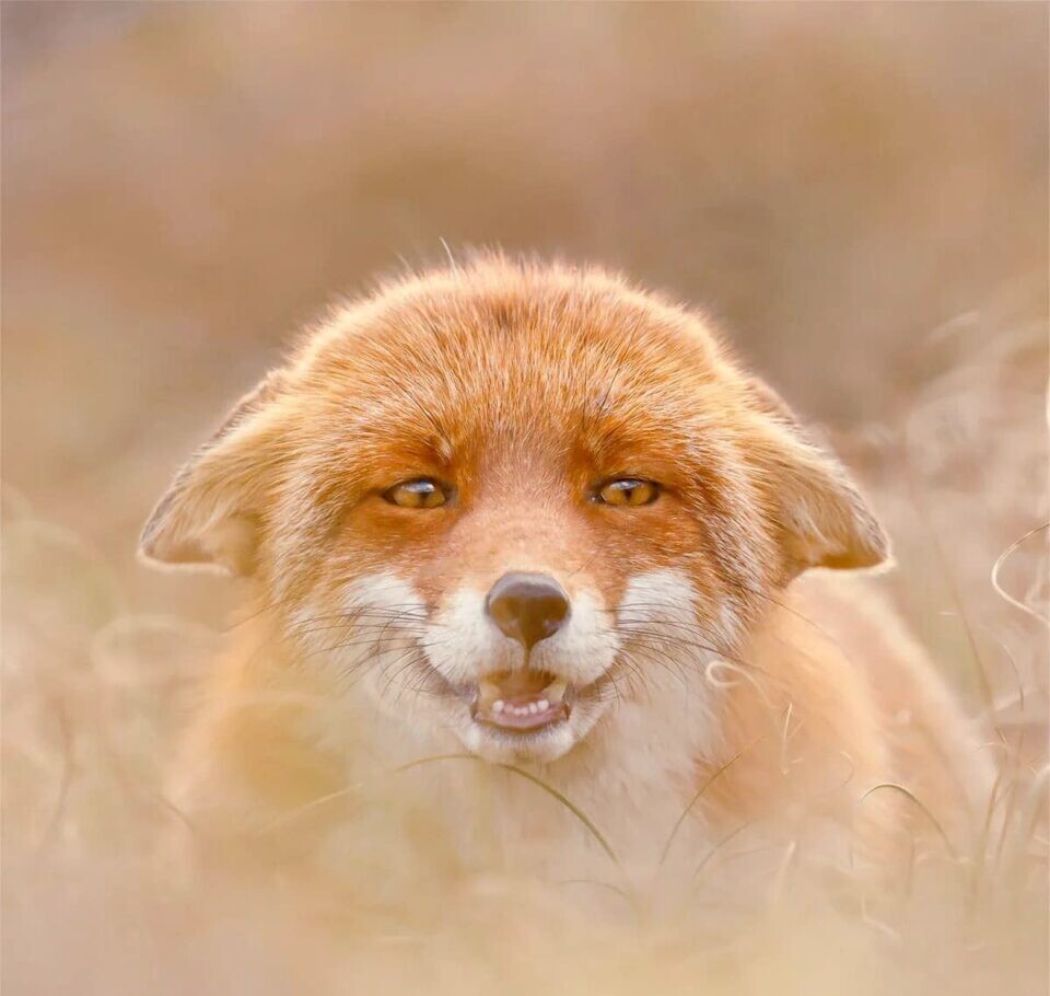 roeselien raimond fotografia silvestre animal zorro naturaleza 5