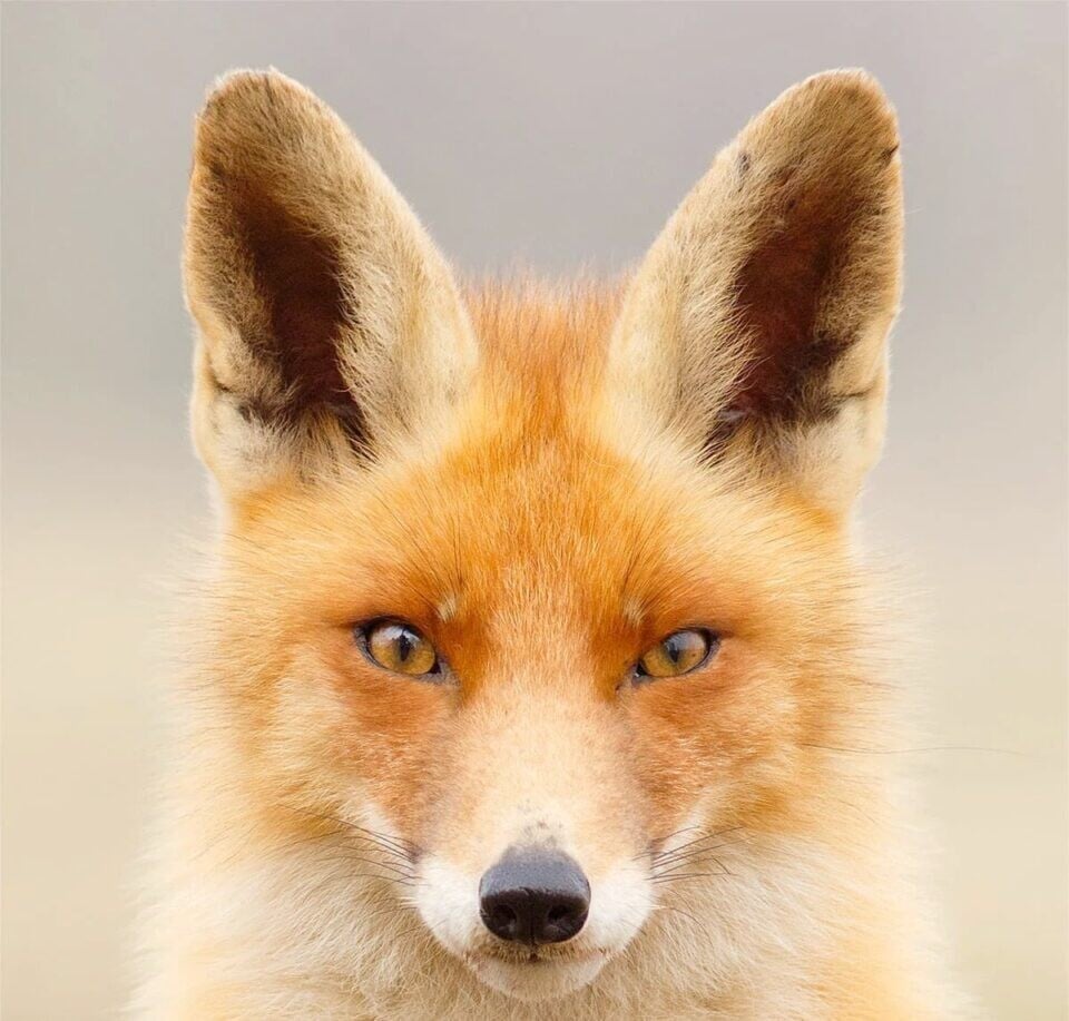 roeselien raimond fotografia silvestre animal zorro naturaleza 7