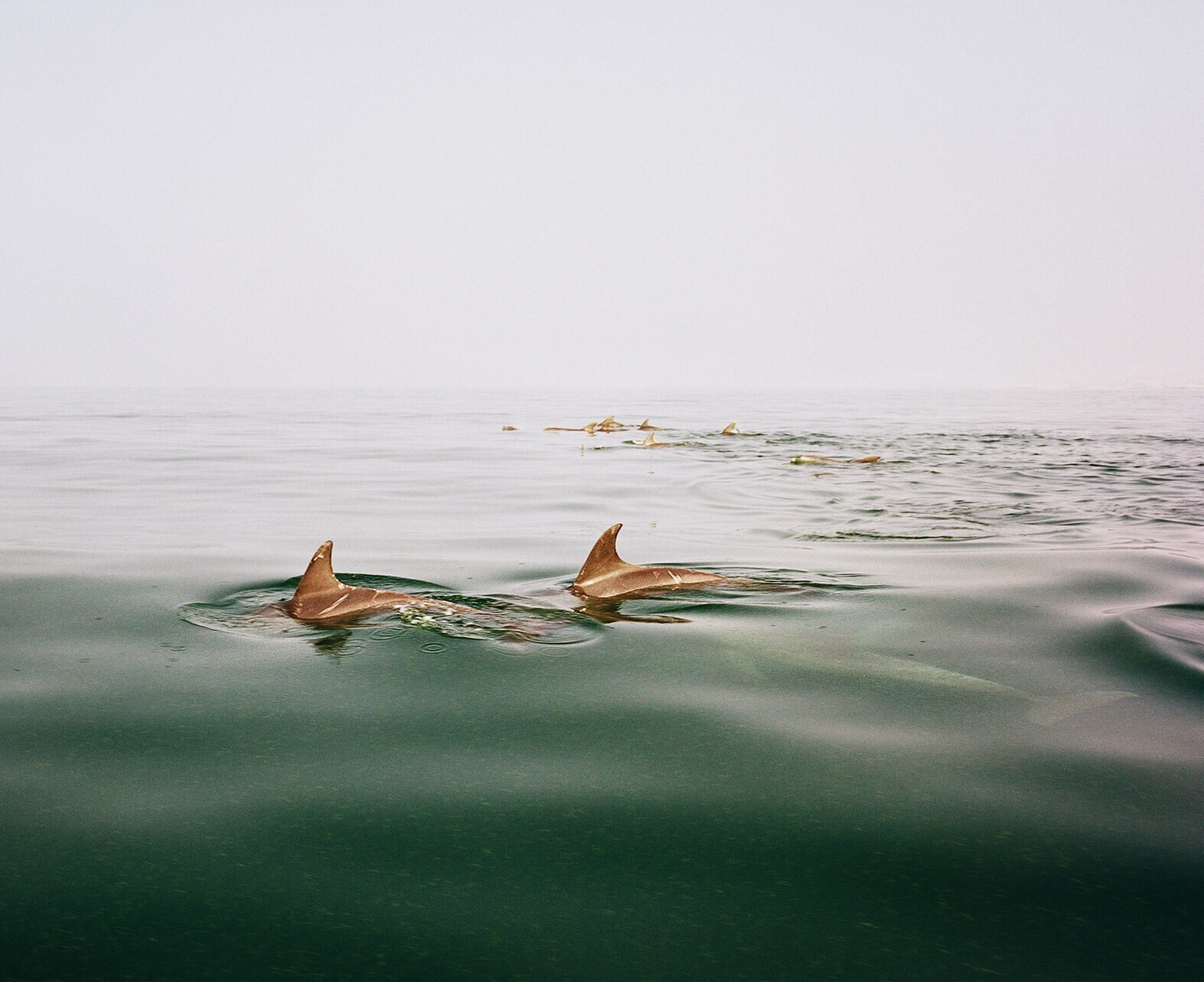 speak the wind by hoda afshar
