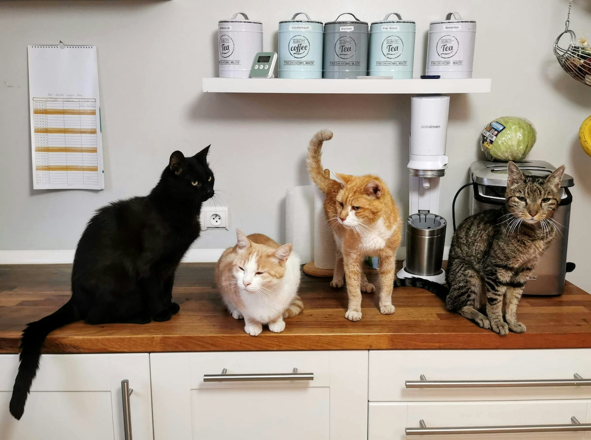 21 datos curiosos sobre los gatos que quizás no conozcas