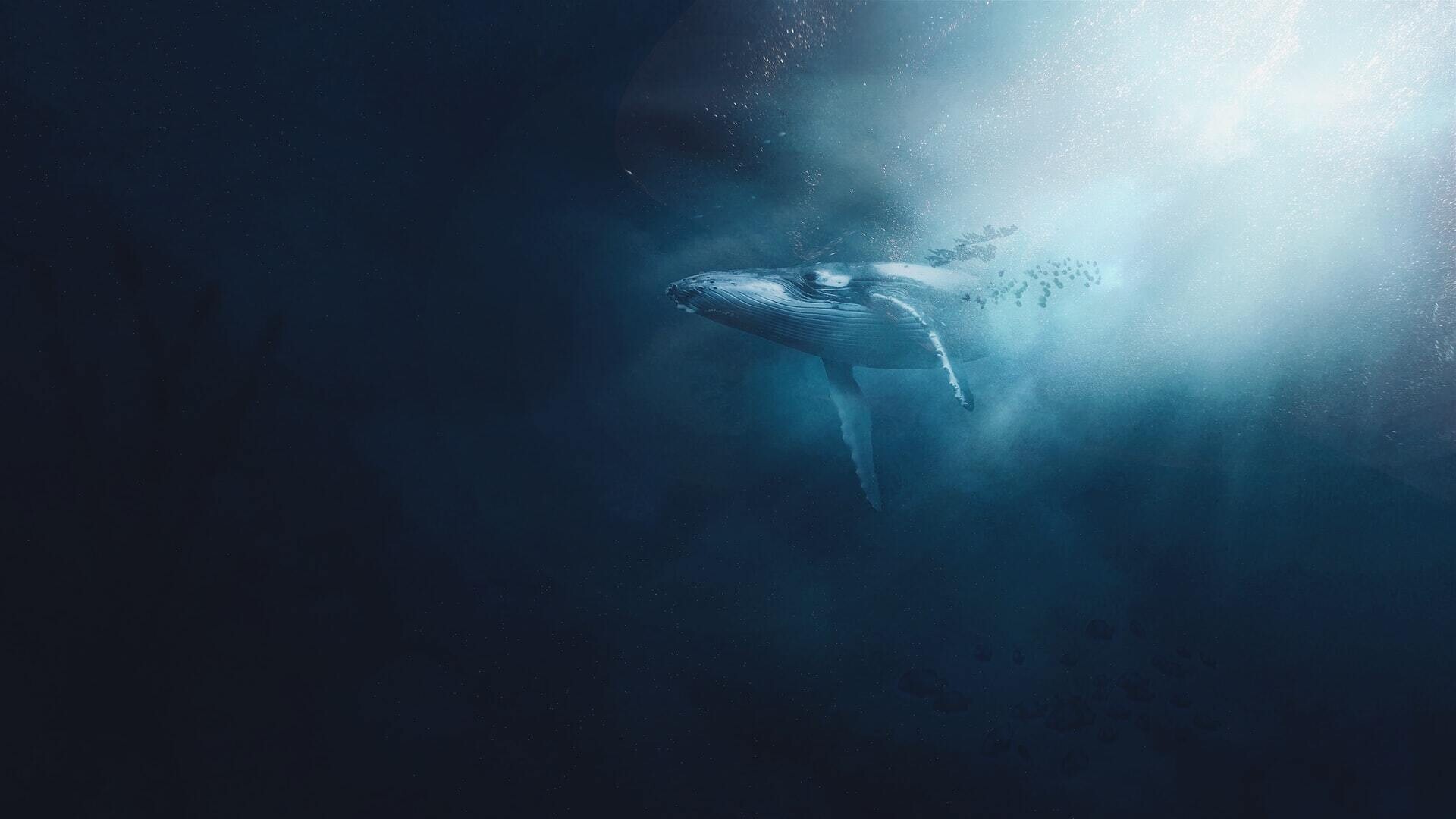 gabriel dizzi ballenas extincion