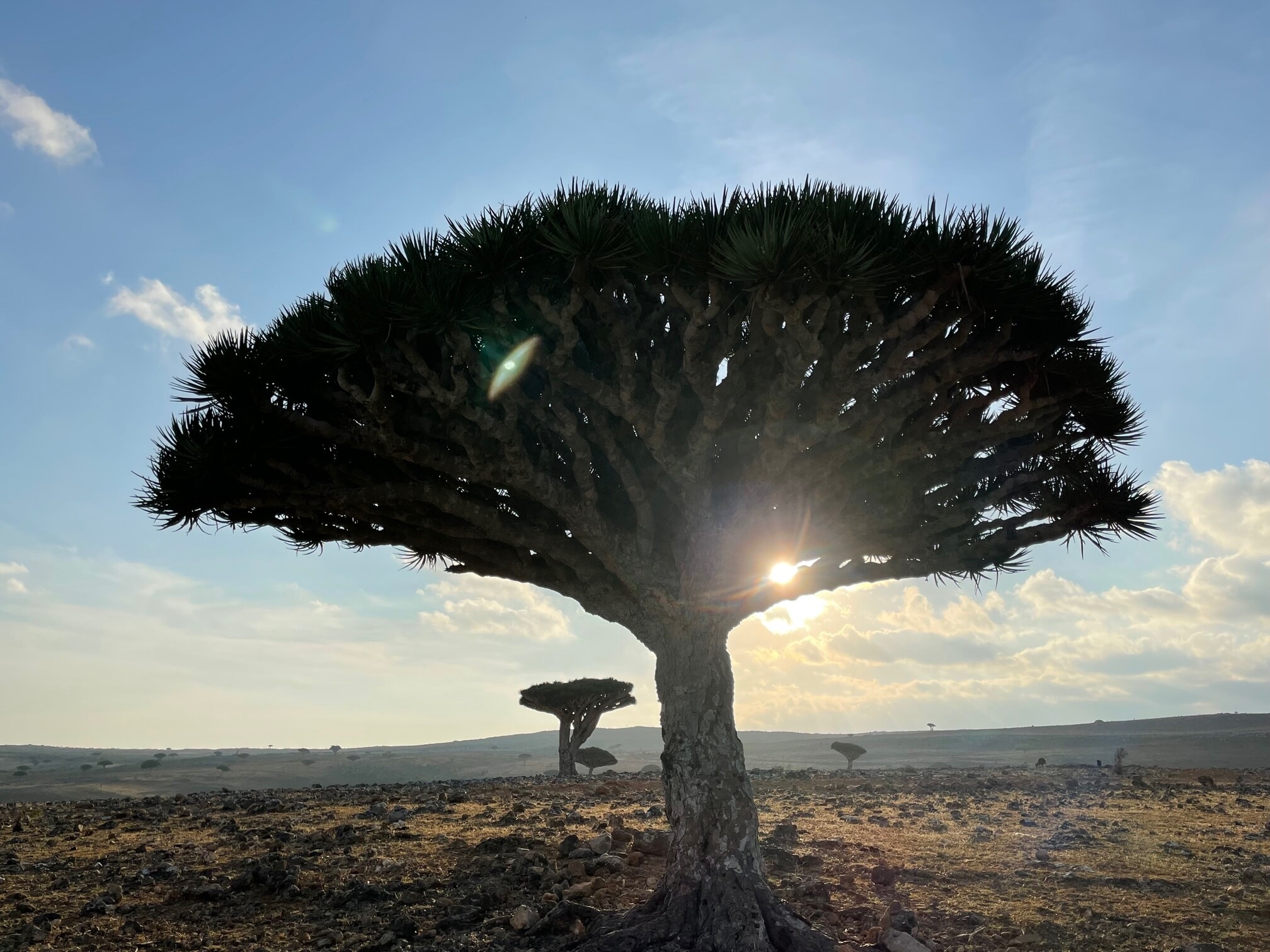 Arboles en la isla de Socrota