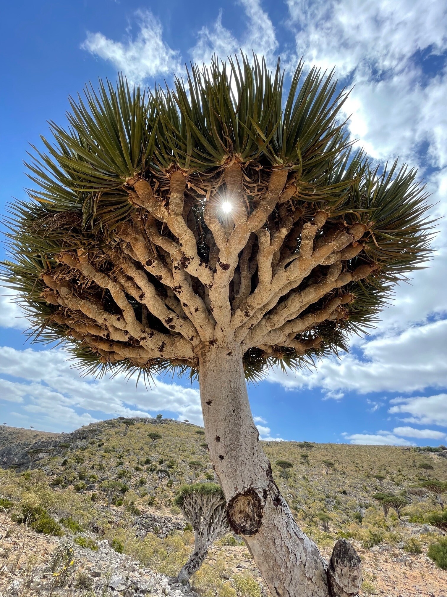 Arbol en la isla de Socrota