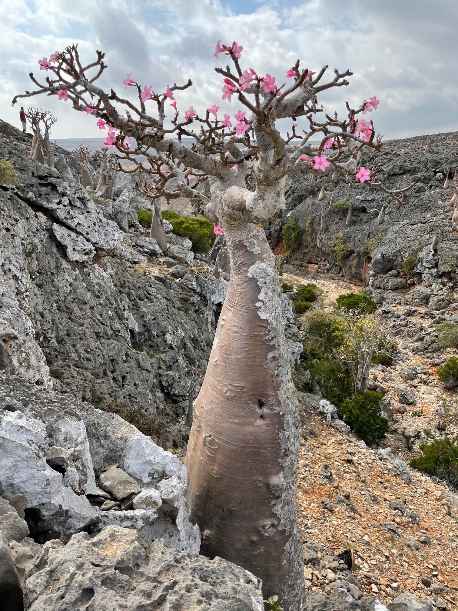 Arboles floreciendo en la isla de Socrota