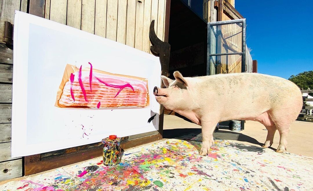 pigcasso pintando una obra de arte en farm sanctuary
