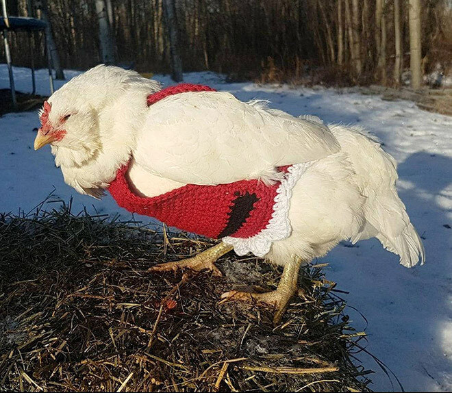 pollos gallinas animales moda humor 10