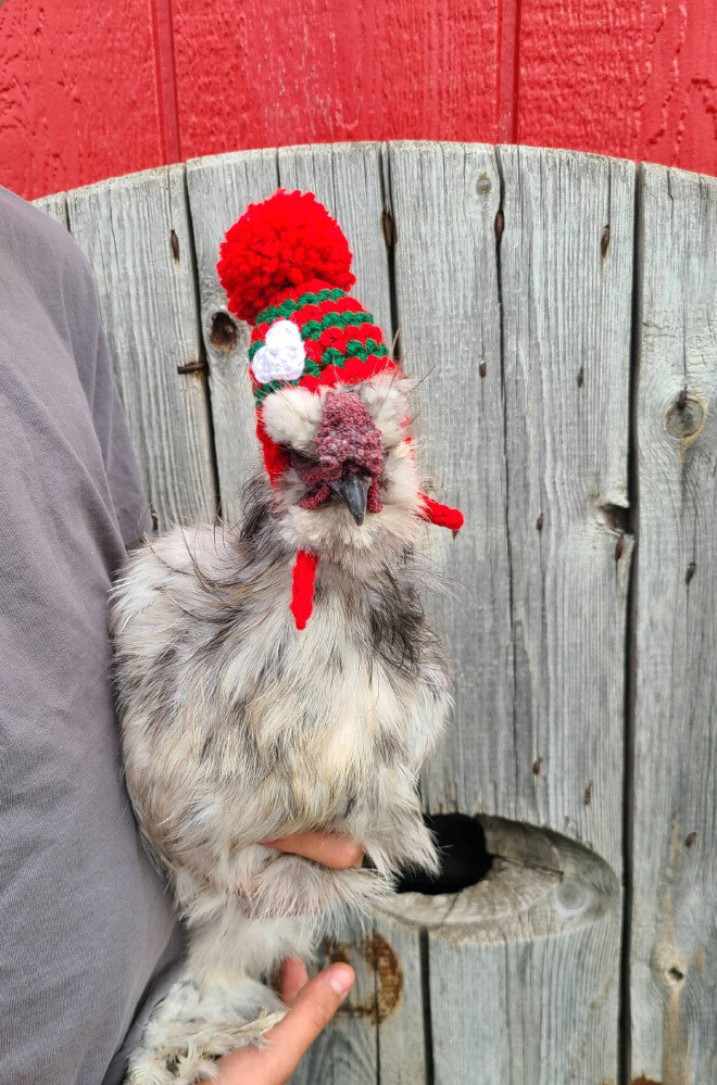 pollos gallinas animales moda humor 7