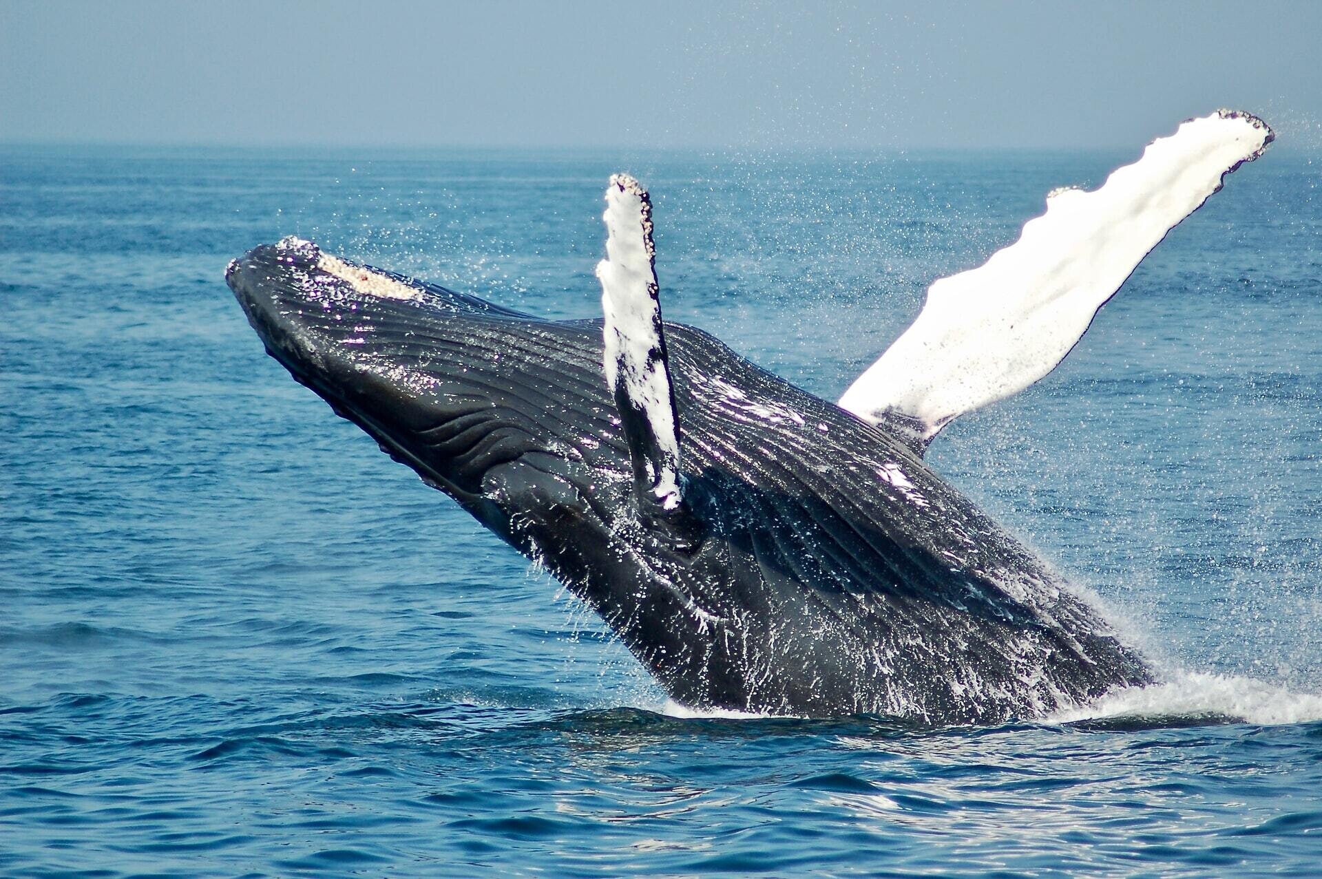 todd cravens ballenas extincion