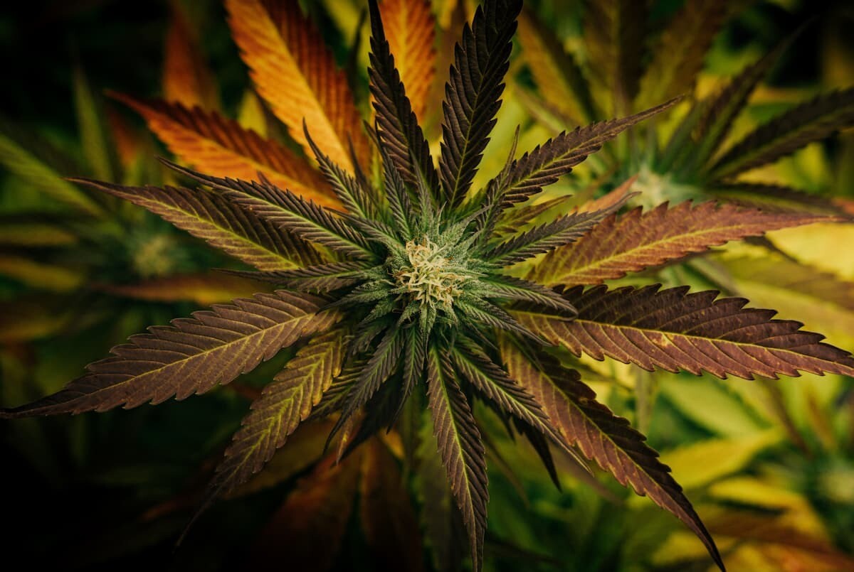 cannabis sociedad sexo vida sexual 2