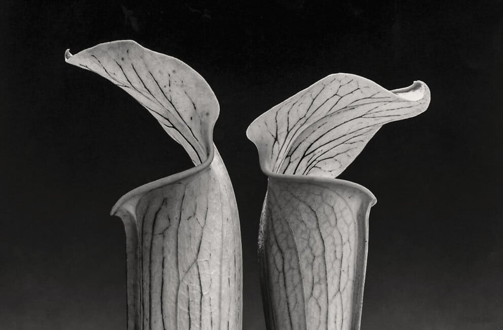 robert mapplethorpe erotismo sexo desnudo anatomia fotografia erotica 10