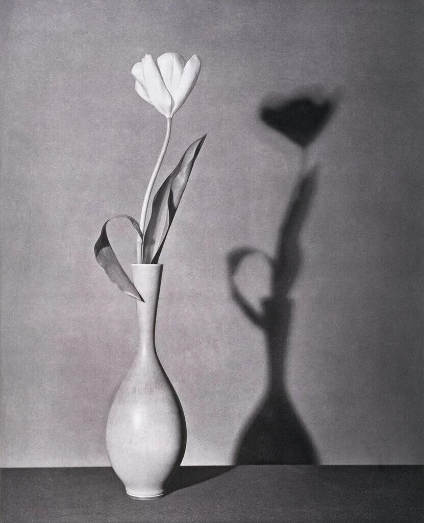robert mapplethorpe erotismo sexo desnudo anatomia fotografia erotica 11