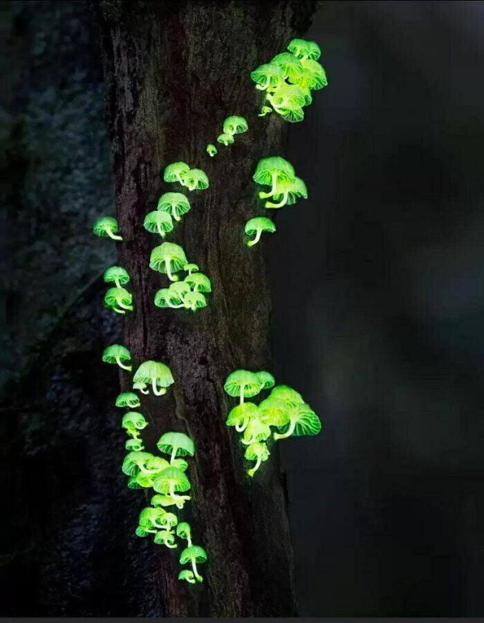 naturaleza curiosidad humor 10