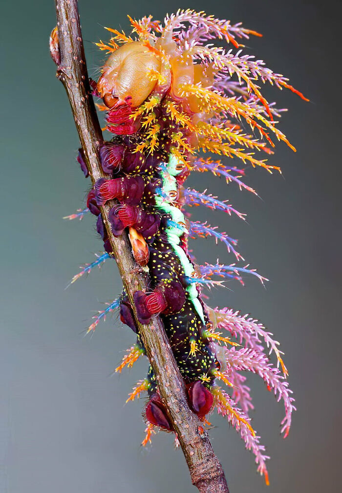 naturaleza curiosidad humor 13