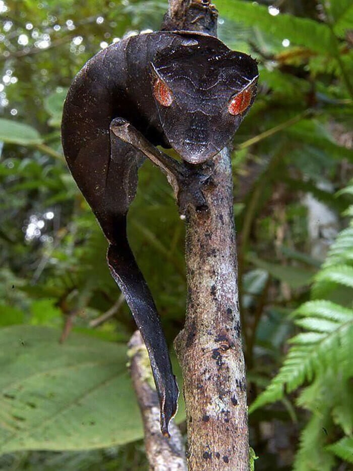 naturaleza curiosidad humor 16