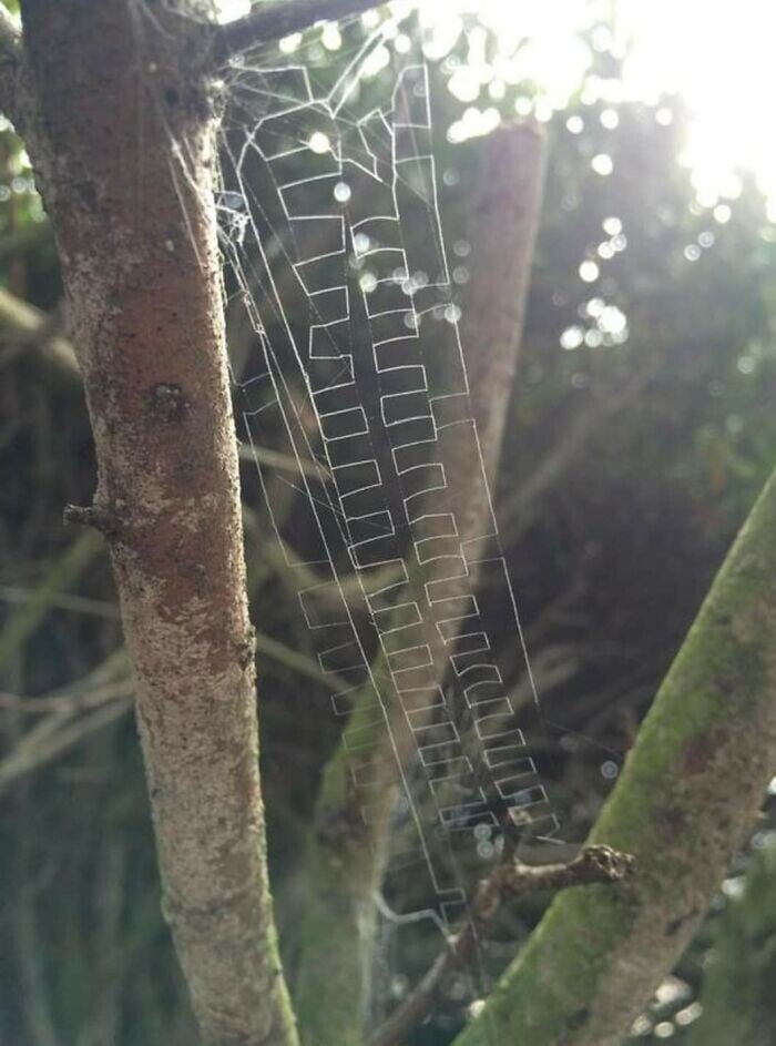 naturaleza curiosidad humor 18