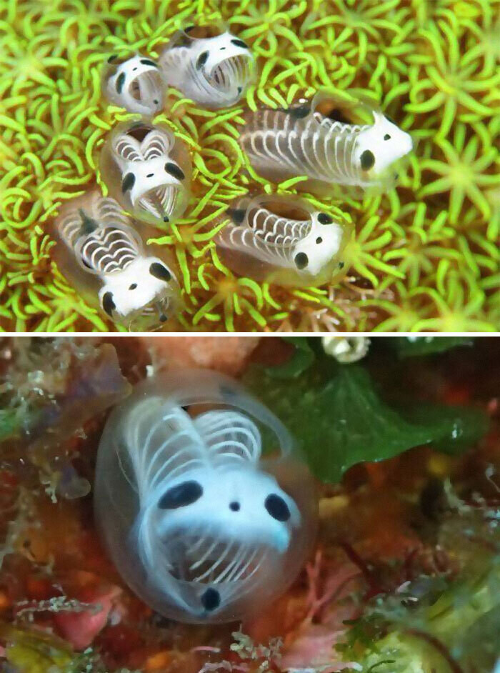 naturaleza curiosidad humor 19
