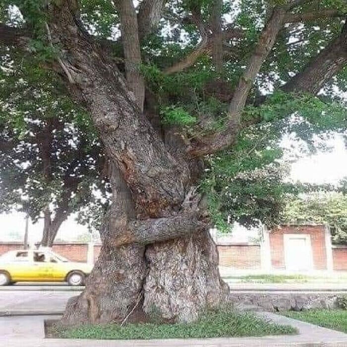 naturaleza curiosidad humor 20