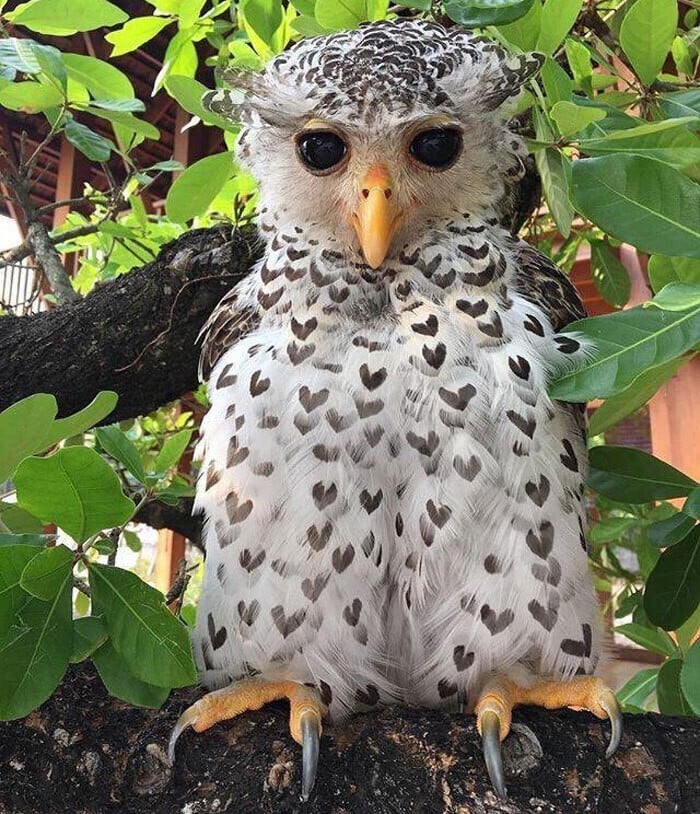 naturaleza curiosidad humor 5