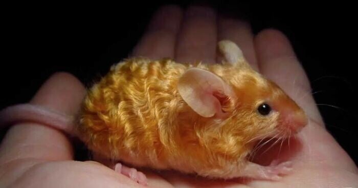 naturaleza curiosidad humor 6