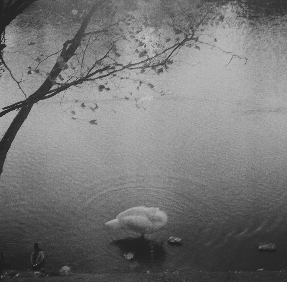 emilia brandao carneiro sentimental journey romanticismo fotografia blanco y negro 1