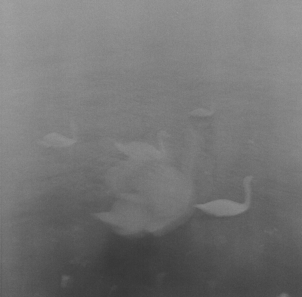 emilia brandao carneiro sentimental journey romanticismo fotografia blanco y negro 8