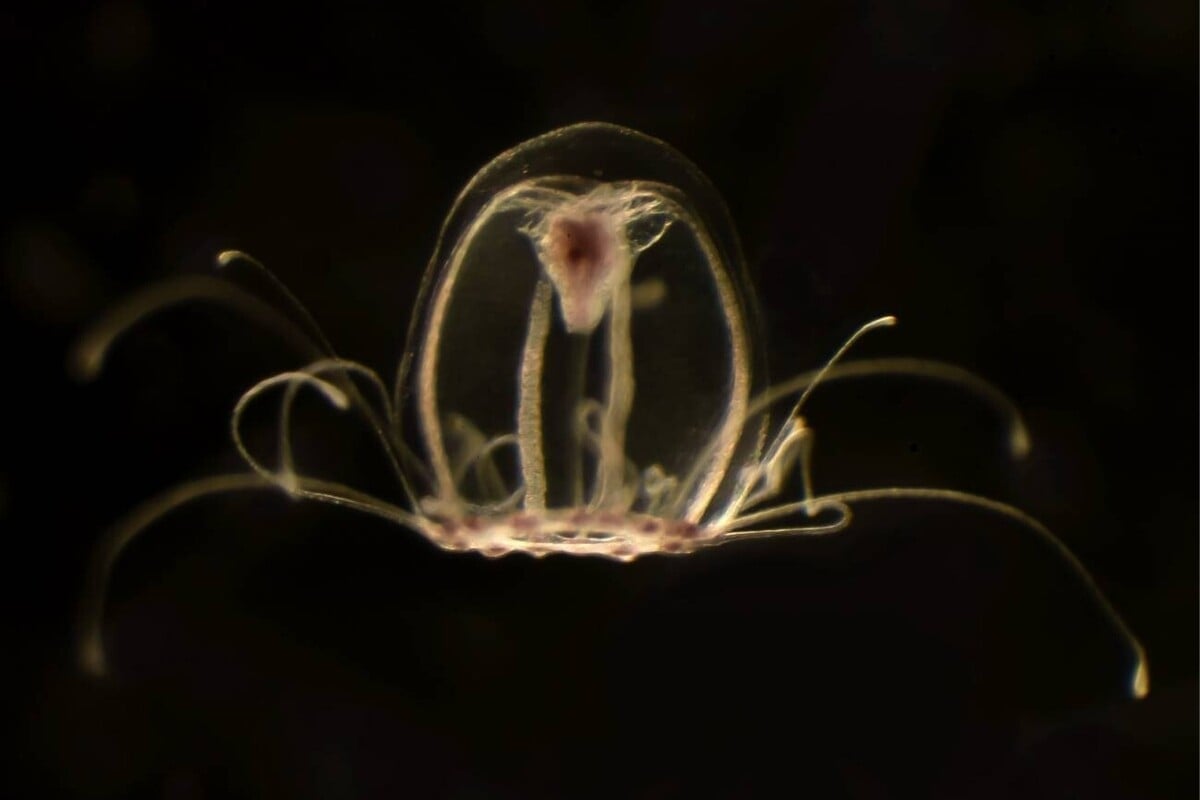 La medusa inmortal, el secreto para combatir el envejecimiento