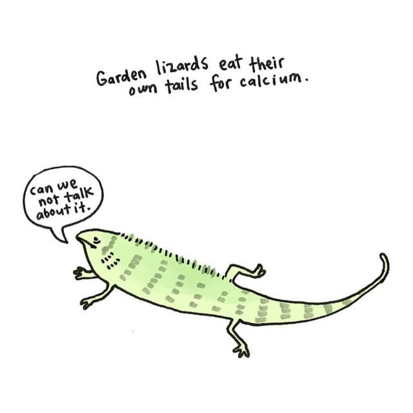 animales ilustracion curiosidades brooke barker 2
