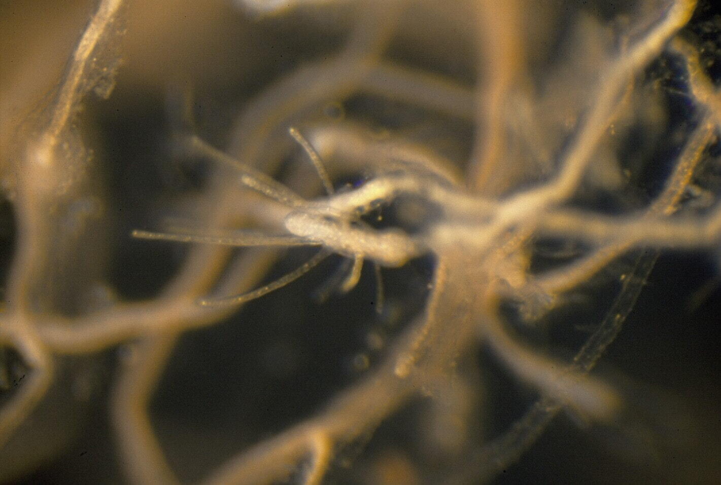 turritopsis dohrnii medusa inmortal envejecimiento lucha revertir vivir siempre animal genoma 2