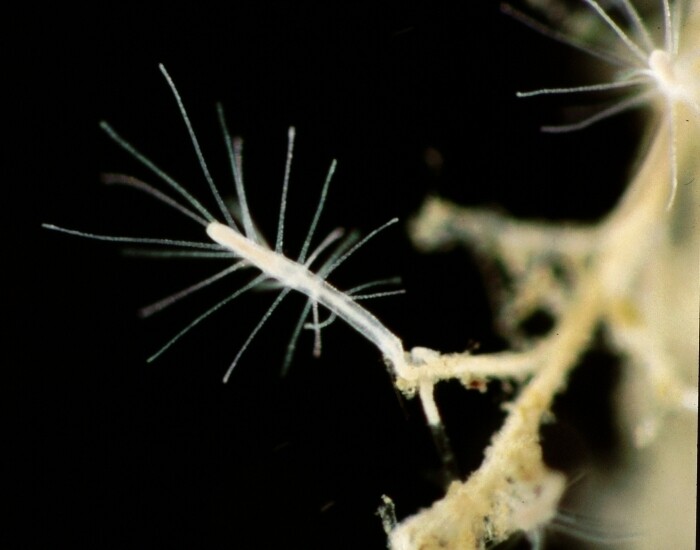 turritopsis dohrnii medusa inmortal envejecimiento lucha revertir vivir siempre animal genoma 5