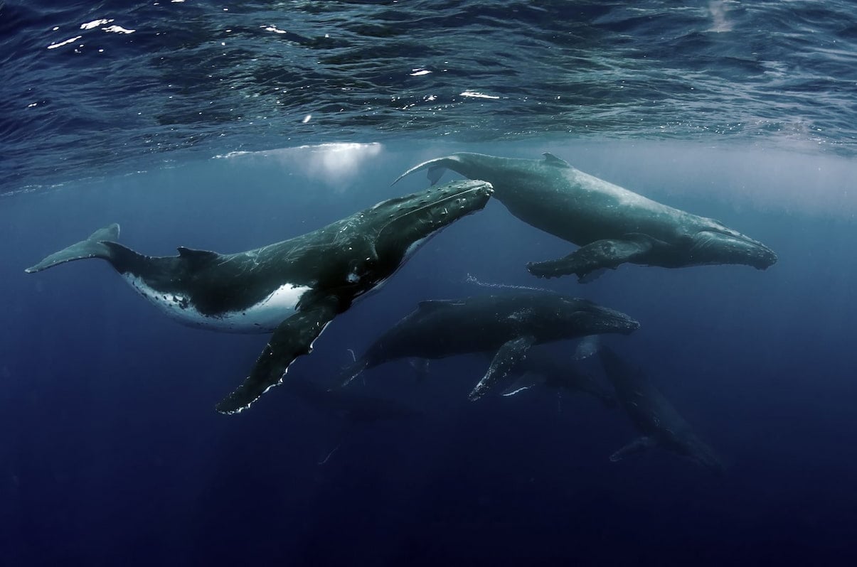El curioso fenómeno de las ballenas separadas por 14.000 kilómetros que cantan las mismas canciones
