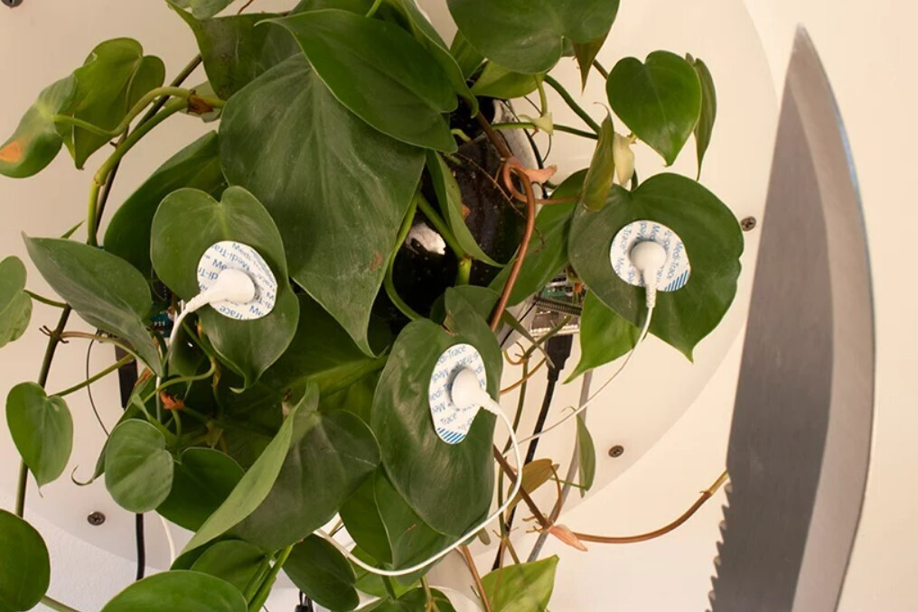 david bowen planta machete inteligencia artificial asesina control robotica instalacion 3