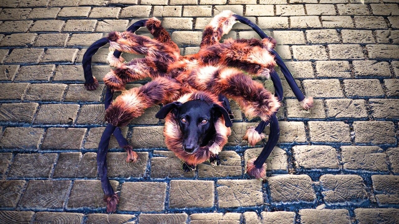 mutant giant spider dog halloween humor 1