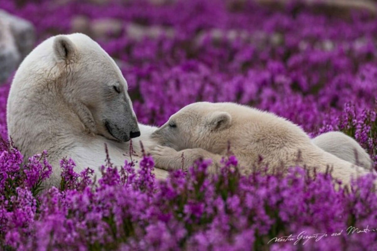Osos polares en verano, por el fotógrafo Martin Gregus