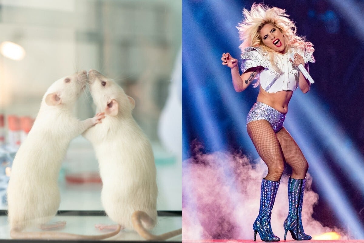 Las ratas tienen ritmo y una predilección por Lady Gaga, Queen y Mozart