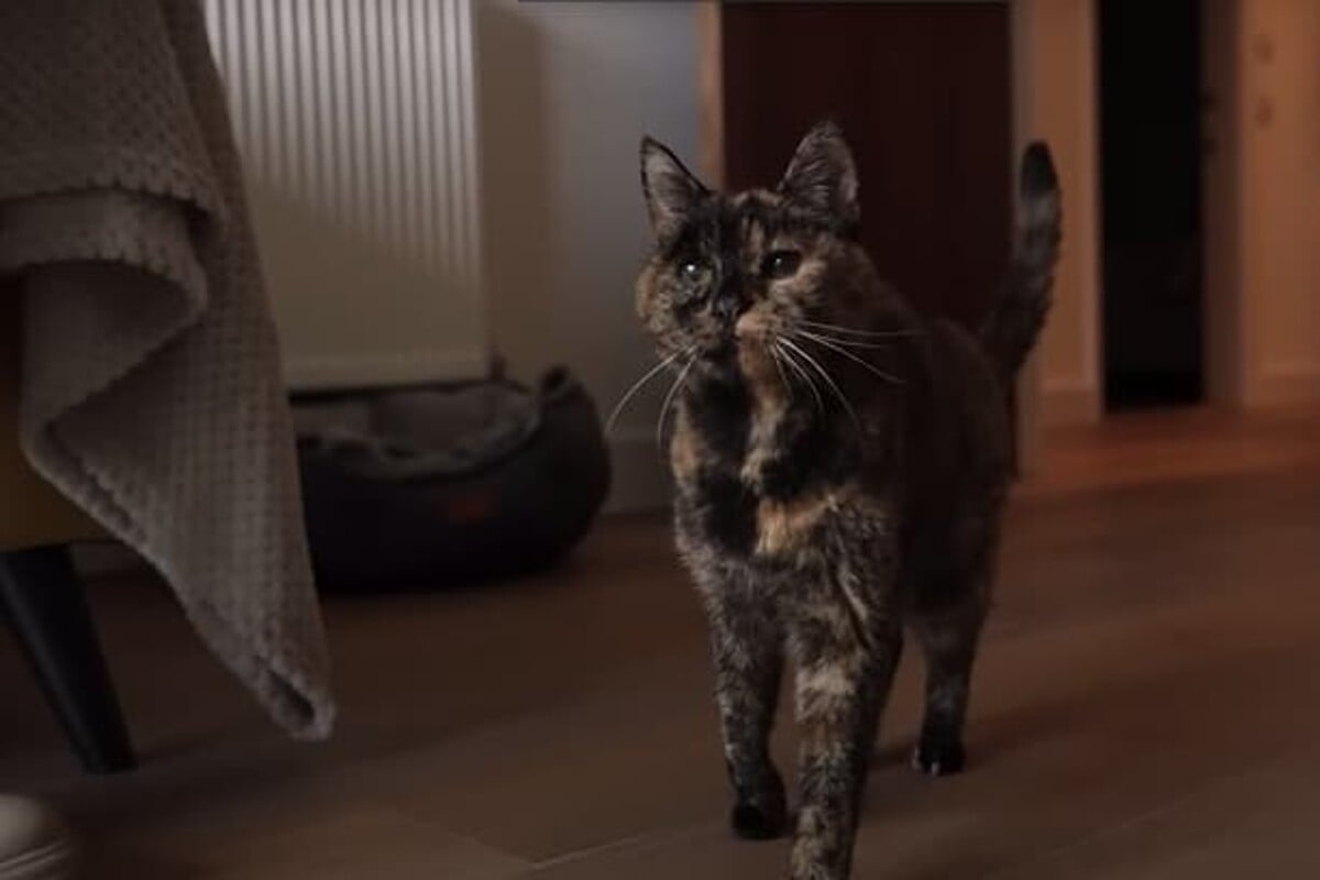 Flossie, el felino reconocido con el récord Guinness al gato más longevo del mundo