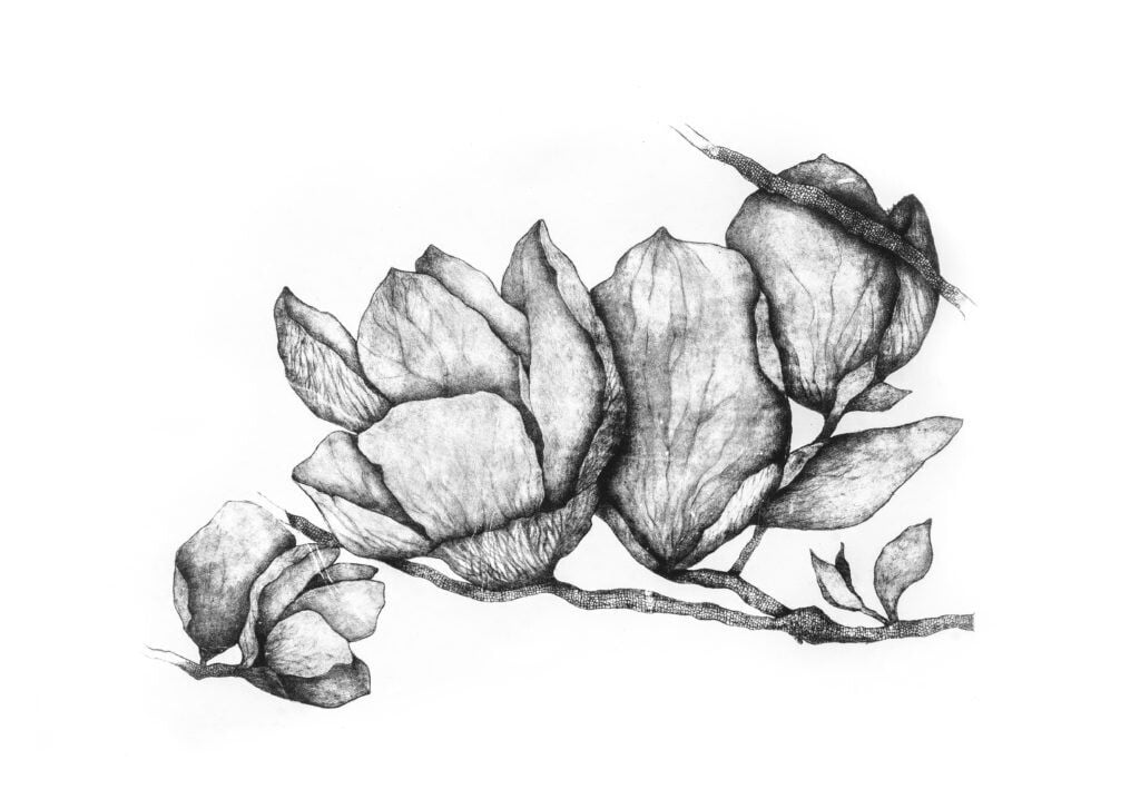 grabado fig bilbao feria de arte silvia plumari titulo magnolias 5